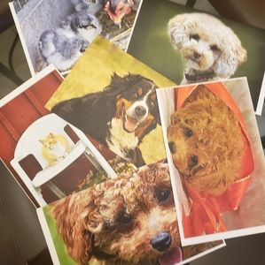Charity Greeting cards proceeds go 2 animal rescue